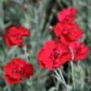 Dianthus 'Frosty Fire' Pinks 1 Dianthus 'Frosty Fire' Pinks -Rare Roots Dianthus Frosty Fire Pinks
