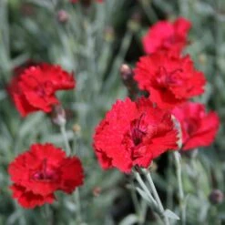 Dianthus 'Frosty Fire' Pinks