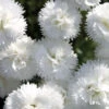 Dianthus 'Memories' Pinks -Rare Roots Dianthus Memories