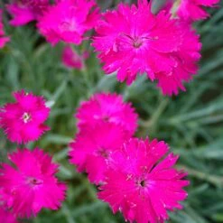 Dianthus 'Neon Star' Pinks