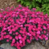 Dianthus 'Paint The Town Magenta' Pinks -Rare Roots Dianthus Paint Town Magenta