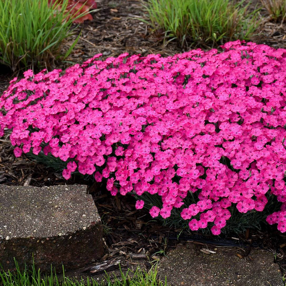 Dianthus 'Paint The Town Magenta' Pinks 4 Dianthus 'Paint The Town Magenta' Pinks - Image 2