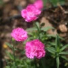 Dianthus 'Pink Pom Pom' Pinks 1 Dianthus 'Pink Pom Pom' Pinks -Rare Roots Dianthus Pink Pom Pom