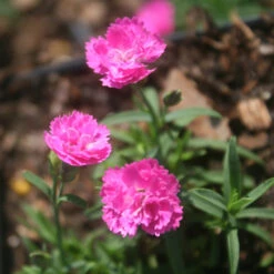 Dianthus 'Pink Pom Pom' Pinks