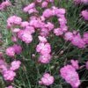 Dianthus 'Tiny Rubies' Pinks 2 Dianthus 'Tiny Rubies' Pinks -Rare Roots Dianthus Tiny Rubies Pinks