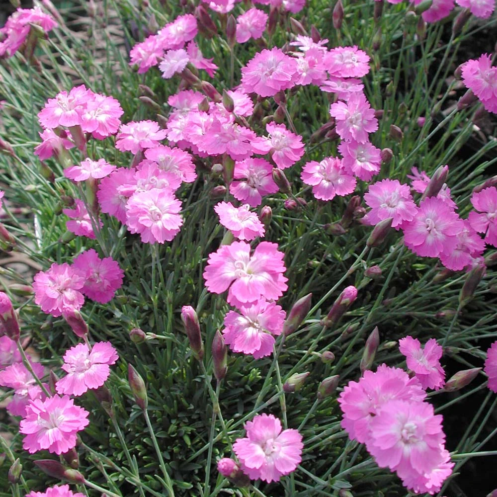 Dianthus 'Tiny Rubies' Pinks 3 Dianthus 'Tiny Rubies' Pinks