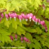 Dicentra Spectabilis 'Gold Heart' Bleeding Heart 2 Dicentra Spectabilis 'Gold Heart' Bleeding Heart -Rare Roots Dicentra Gold Heart 1