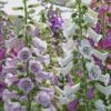 Digitalis 'Camelot Mix' Foxglove 2 Digitalis 'Camelot Mix' Foxglove -Rare Roots Digitalis Camelot Mix Foxglove