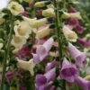 Digitalis 'Foxy' Foxglove 2 Digitalis 'Foxy' Foxglove -Rare Roots Digitalis Foxy Mix Foxglove