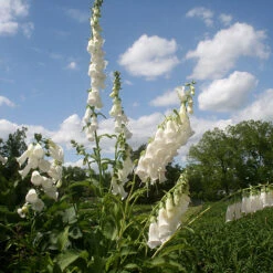 Digitalis Purpurea 'Snow Thimble' Foxglove -Rare Roots Digitalis Snow Thimble Foxglove 2
