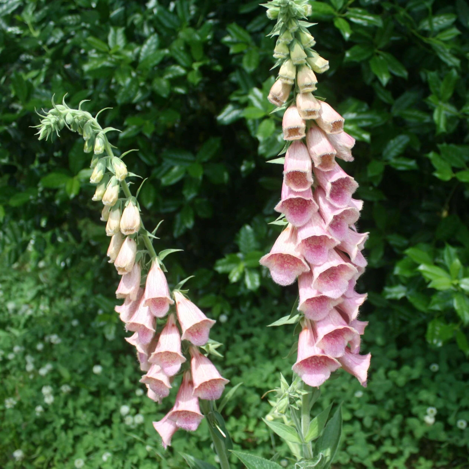Digitalis Mertonensis Strawberry Foxglove 3 Digitalis Mertonensis Strawberry Foxglove