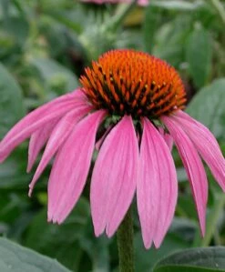 Echinacea Purpurea Purple Coneflower 9 Echinacea Purpurea Purple Coneflower -Rare Roots ECH PURPUREA SPI