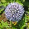 Echinops 'Platinum Blue' Globe Thistle 2 Echinops 'Platinum Blue' Globe Thistle -Rare Roots ECH Platinum EZ