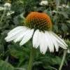 Echinacea 'White Swan' Coneflower -Rare Roots ECH WHITE SWAN SPI