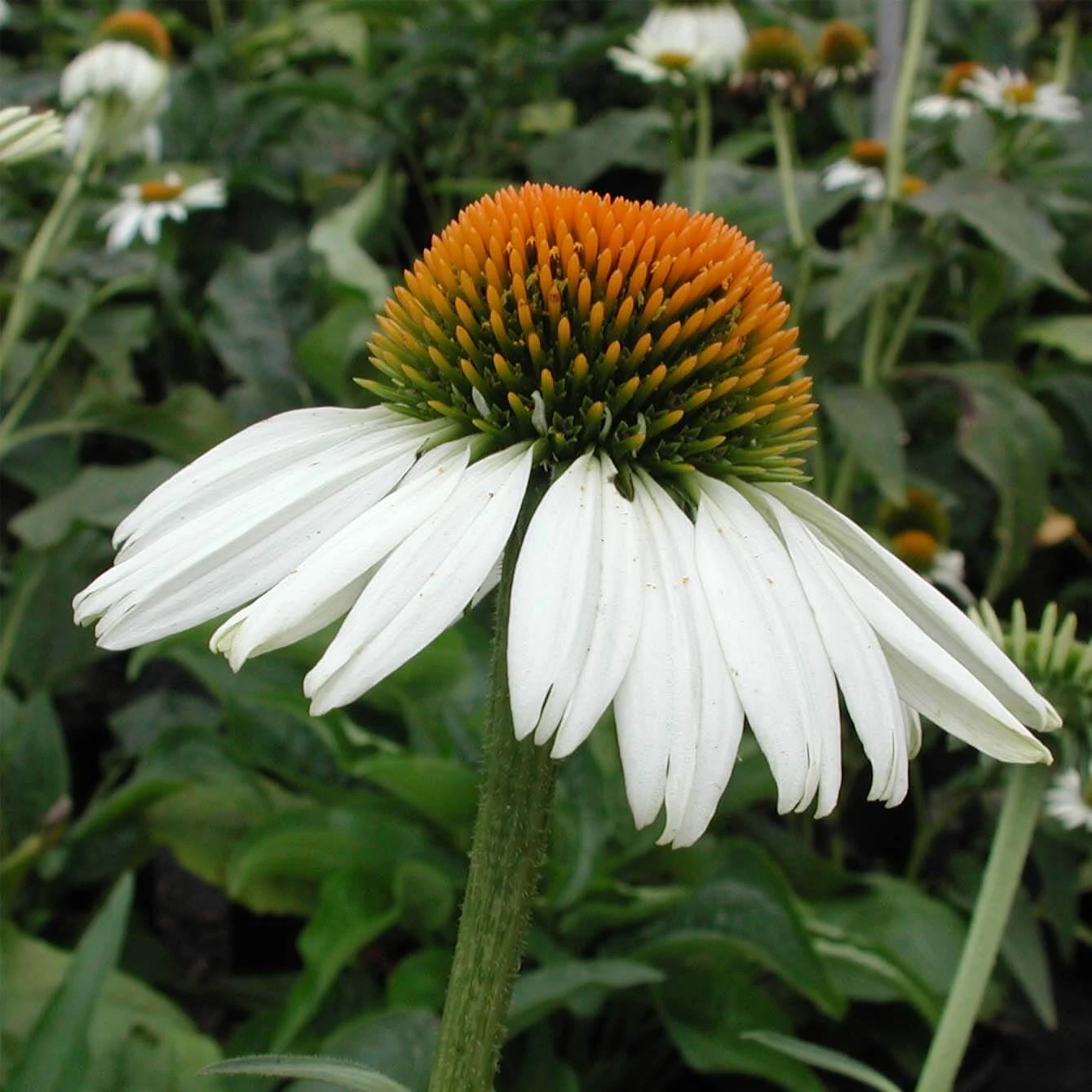 Echinacea 'White Swan' Coneflower 3 Echinacea 'White Swan' Coneflower