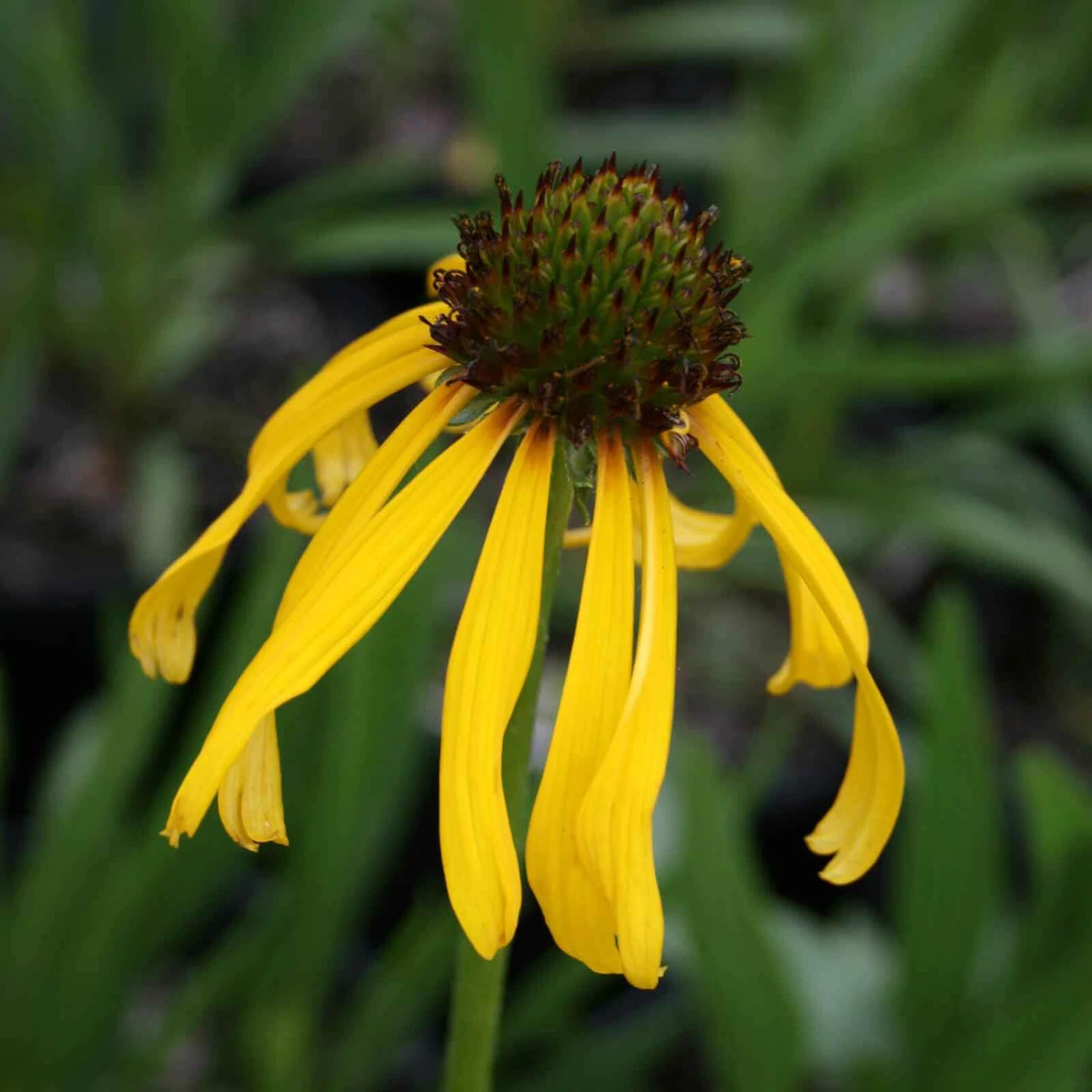 Echinacea Paradoxa Yellow Coneflower 3 Echinacea Paradoxa Yellow Coneflower