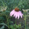 Echinacea Purpurea Purple Coneflower 2 Echinacea Purpurea Purple Coneflower -Rare Roots ECH purpurea EZ