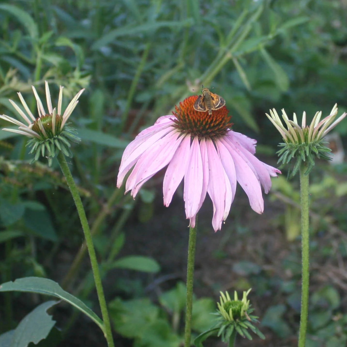 Echinacea Purpurea Purple Coneflower 3 Echinacea Purpurea Purple Coneflower