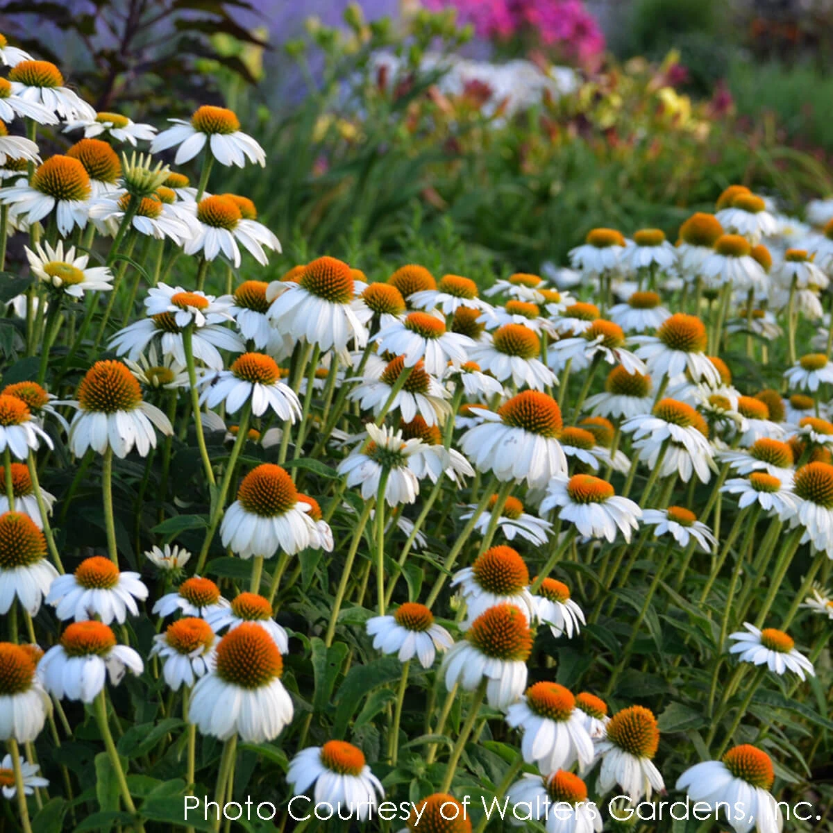 Echinacea 'PowWow White' Coneflower 4 Echinacea 'PowWow White' Coneflower - Image 2