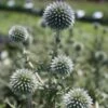 Echinops 'Arctic Glow' Globe Thistle -Rare Roots ECHINOPS ARTIC GLOW