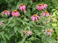 Echinacea Purpurea Purple Coneflower 11 Echinacea Purpurea Purple Coneflower -Rare Roots ECH PURPUREA