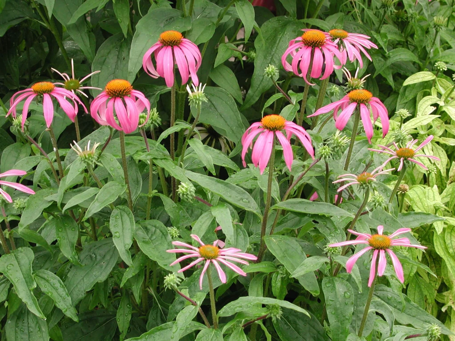 Echinacea Purpurea Purple Coneflower 7 Echinacea Purpurea Purple Coneflower - Image 5