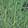 Equisetum Hyemale Horsetail Rush 1 Equisetum Hyemale Horsetail Rush -Rare Roots EQS hyemale EZ