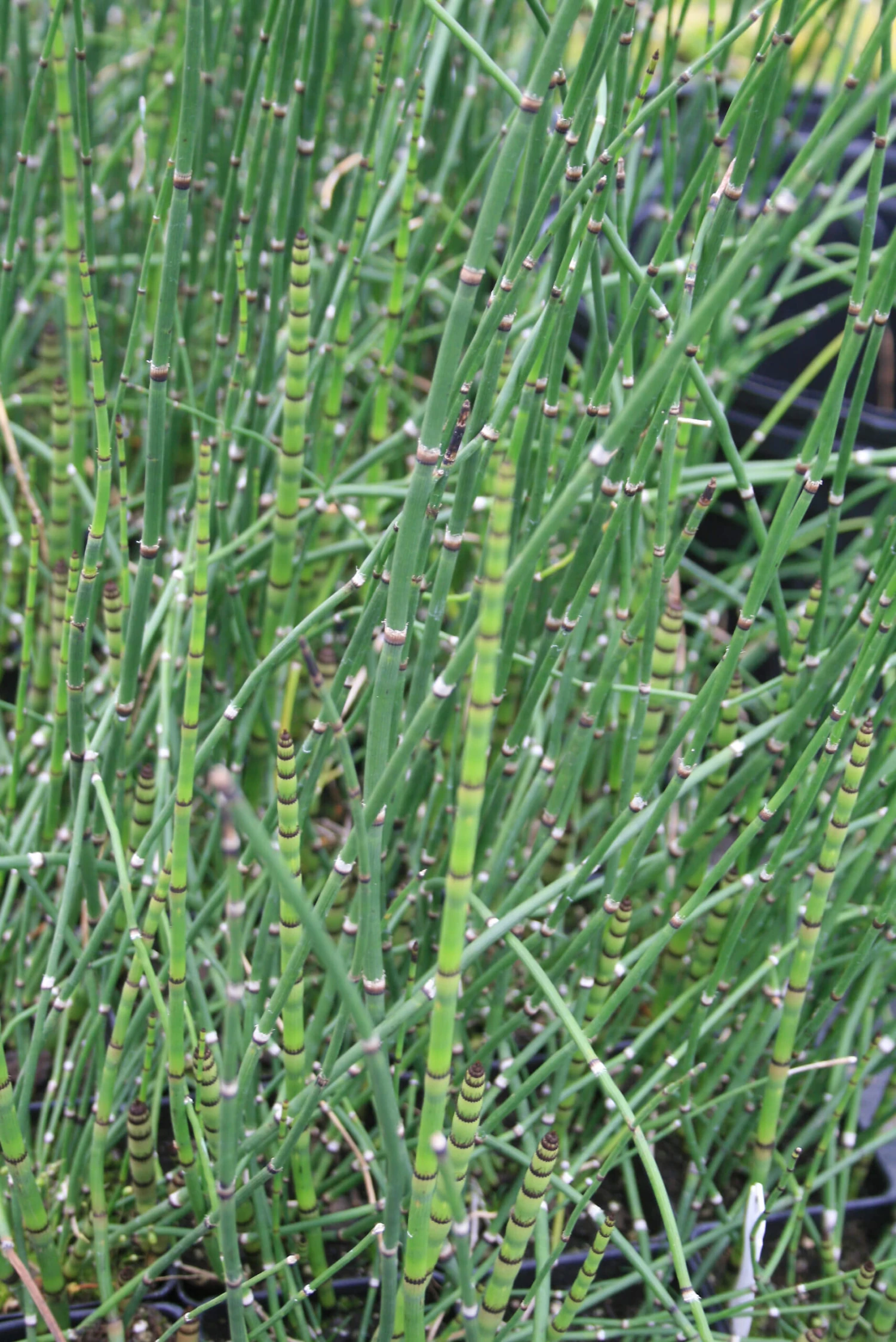 Equisetum Hyemale Horsetail Rush 3 Equisetum Hyemale Horsetail Rush