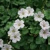 Erodium Reichardii 'Alba' Alpine Geranium -Rare Roots ERD Alba2 EZ