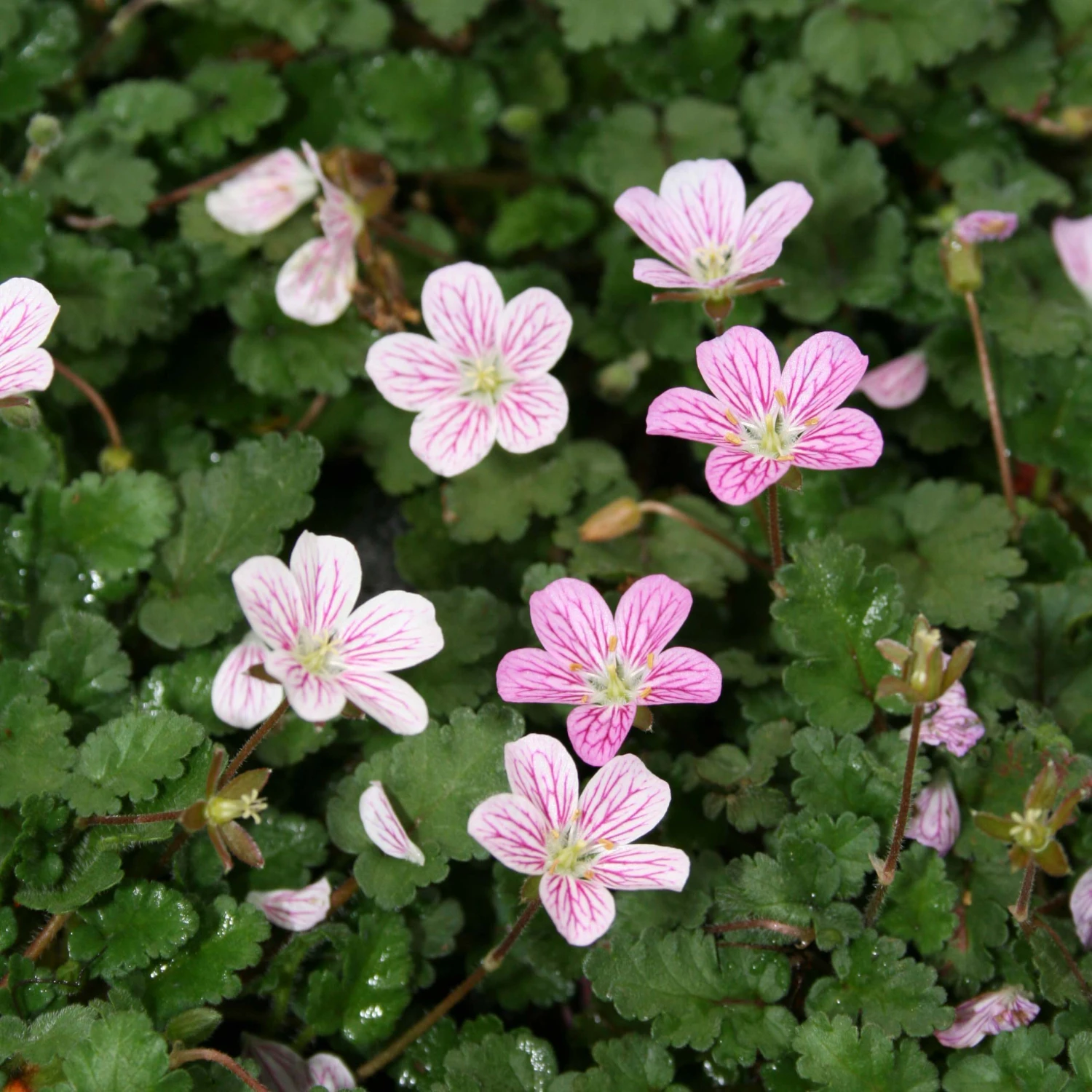 Erodium Reichardii 'Charm' Alpine Geranium 3 Erodium Reichardii 'Charm' Alpine Geranium