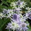 Eryngium 'Blue Hobbit' Sea Holly 1 Eryngium 'Blue Hobbit' Sea Holly -Rare Roots ERY Blue Hobbit EZ 1d0fde8c 071c 4849 978b ab299870c695