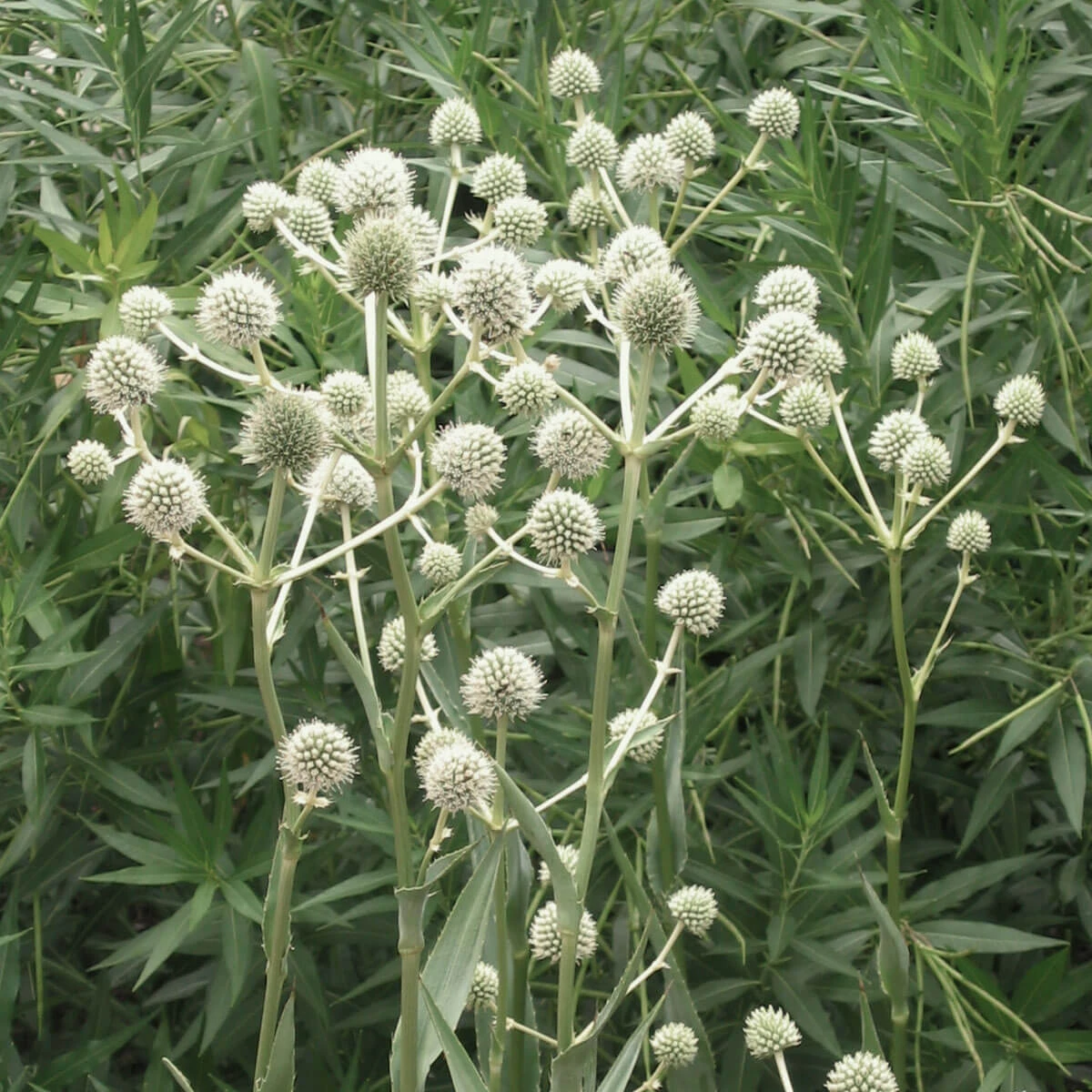 Eryngium Yuccifolium Rattlesnake Master 3 Eryngium Yuccifolium Rattlesnake Master