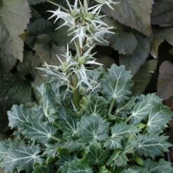 Eryngium Varifolium Sea Holly