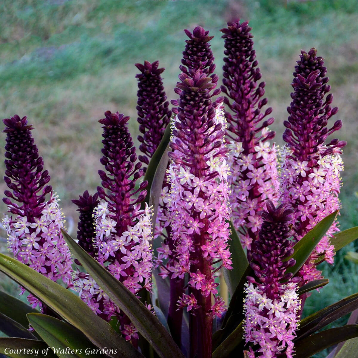 Eucomis Comosa 'Safari Adventure' Pineapple Lily 3 Eucomis Comosa 'Safari Adventure' Pineapple Lily
