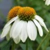 Echinacea 'PowWow White' Coneflower 2 Echinacea 'PowWow White' Coneflower -Rare Roots Echinacea Powwow White Coneflower
