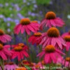 Echinacea 'PowWow Wild Berries' Coneflower -Rare Roots Echinacea purpurea Pow Wow Wild Berry 2