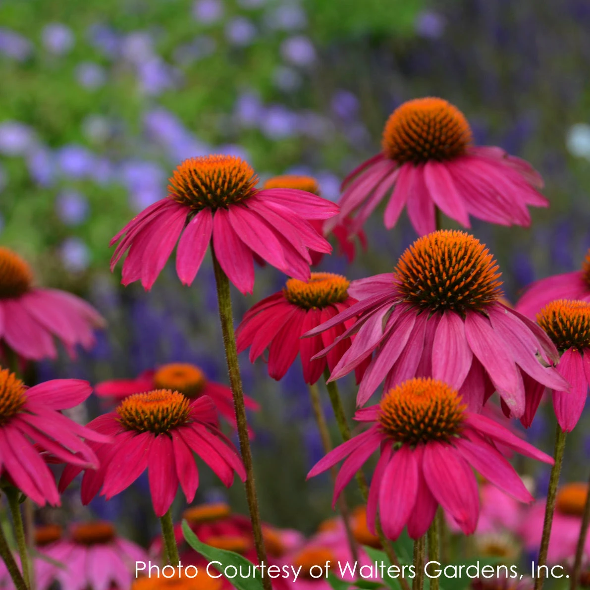Echinacea 'PowWow Wild Berries' Coneflower 3 Echinacea 'PowWow Wild Berries' Coneflower