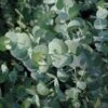 Eucalyptus Cinerea Silver Dollar Tree 2 Eucalyptus Cinerea Silver Dollar Tree -Rare Roots Ecl cinerea EZ