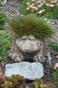 Eleocharis Radicans Miniature Rush