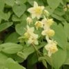 Epimedium 'Sulphureum' Barrenwort 2 Epimedium 'Sulphureum' Barrenwort -Rare Roots Epimedium Sulphureum Barrenwort
