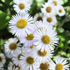 Erigeron Pulchellus 'Lynnhaven Carpet' Robin's Plantain