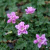 Erodium Reichardii 'Flore Pleno' Alpine Geranium 2 Erodium Reichardii 'Flore Pleno' Alpine Geranium -Rare Roots Erodium Flore Pleno
