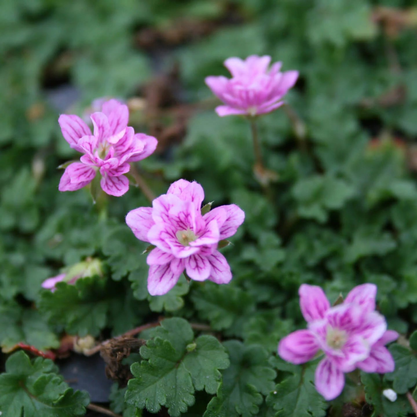 Erodium Reichardii 'Flore Pleno' Alpine Geranium 3 Erodium Reichardii 'Flore Pleno' Alpine Geranium