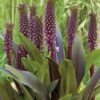 Eucomis 'Sparkling Burgundy' Pineapple Lily -Rare Roots EucomisSparklingBurgundy