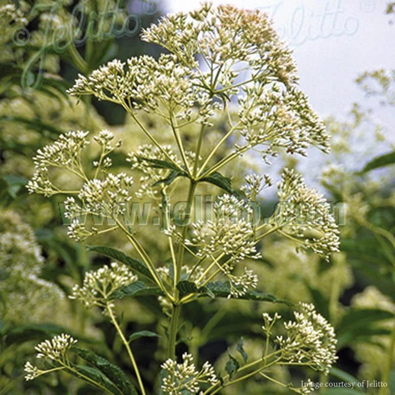 Eupatorium (Eutrochium) Fistulosum 'Ivory Towers' Joe Pye Weed 3 Eupatorium (Eutrochium) Fistulosum 'Ivory Towers' Joe Pye Weed