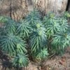 Euphorbia Wulfenii Mediterranean Spruge -Rare Roots Euphorbia Wulfenii mediterranean spurge
