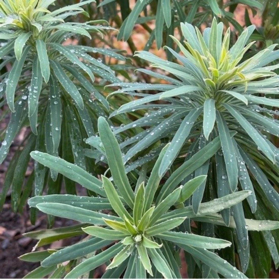 Euphorbia Wulfenii Mediterranean Spruge 4 Euphorbia Wulfenii Mediterranean Spruge - Image 2