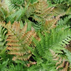 Fern 'Brilliance' Autumn