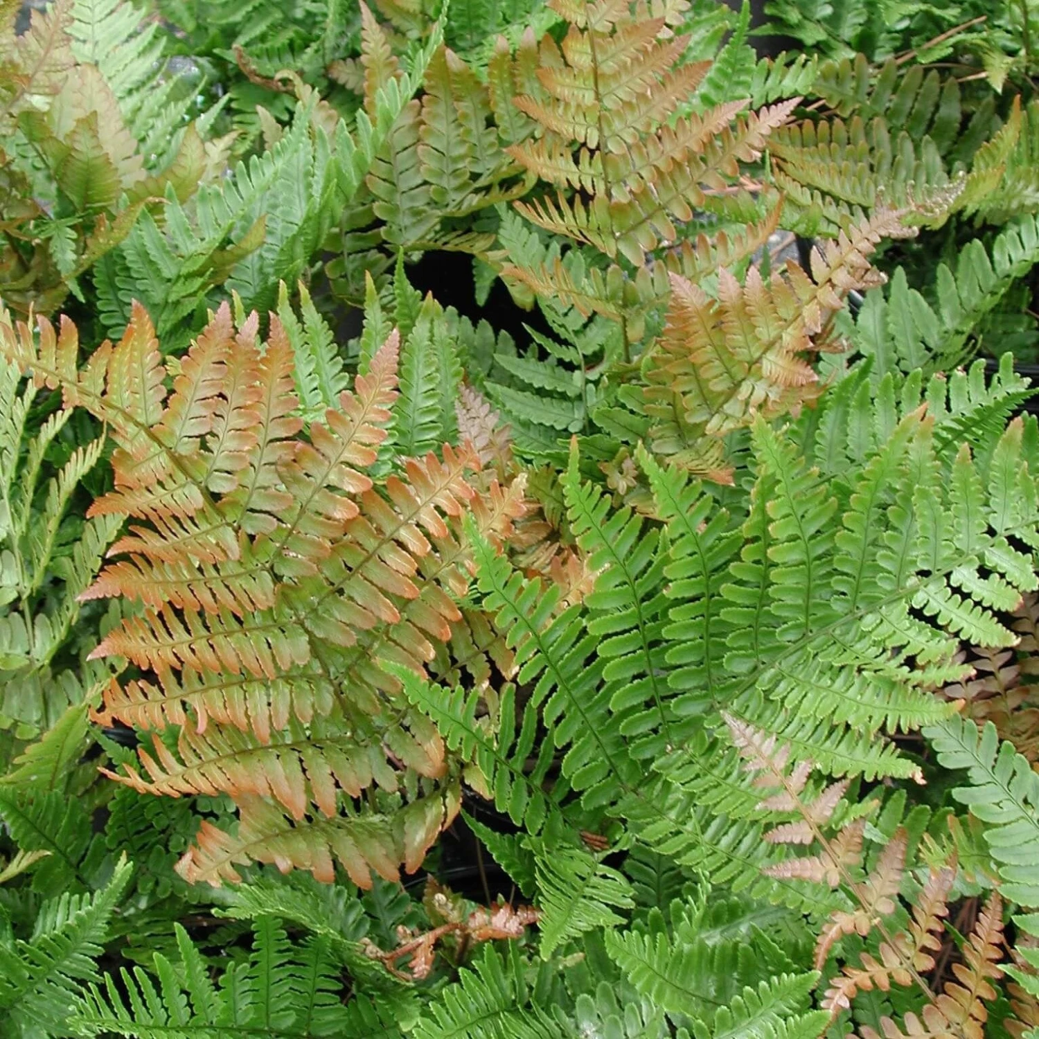 Fern 'Brilliance' Autumn 3 Fern 'Brilliance' Autumn