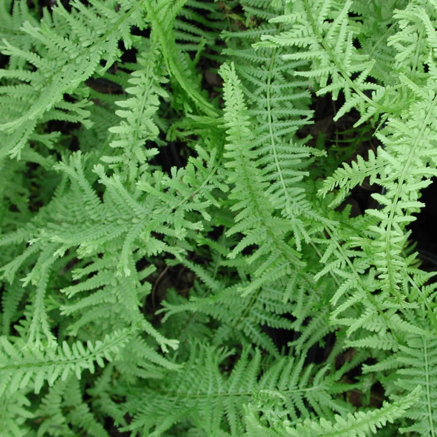 Fern Queen Of Green Athyrium Filix-femina 'Victoriae' 3 Fern Queen Of Green Athyrium Filix-femina 'Victoriae'